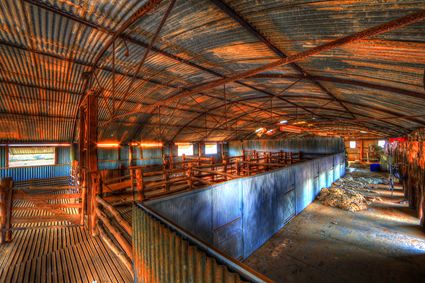 Bucklow Station - Woolshed - NSW SQ (PB5D 00 2649)